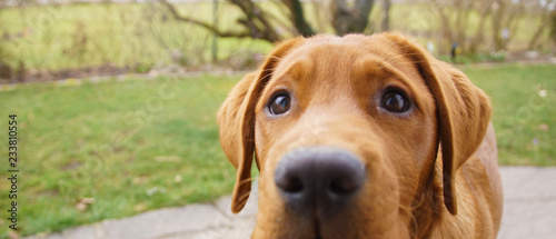 Neugieriger junger reinrassiger Red Fox Labrador Welpe schaut nah