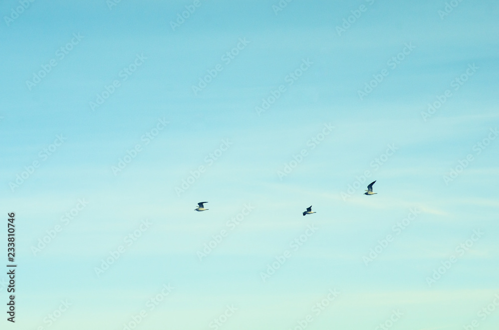 Obraz premium Three birds in flight 
