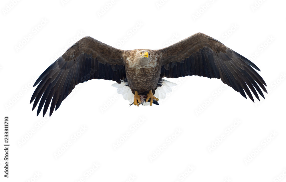 Obraz premium Adult White-tailed eagle with fish in flight. Isolated on White background. Scientific name: Haliaeetus albicilla, the ern, erne, gray eagle, Eurasian sea eagle and white-tailed sea-eagle.