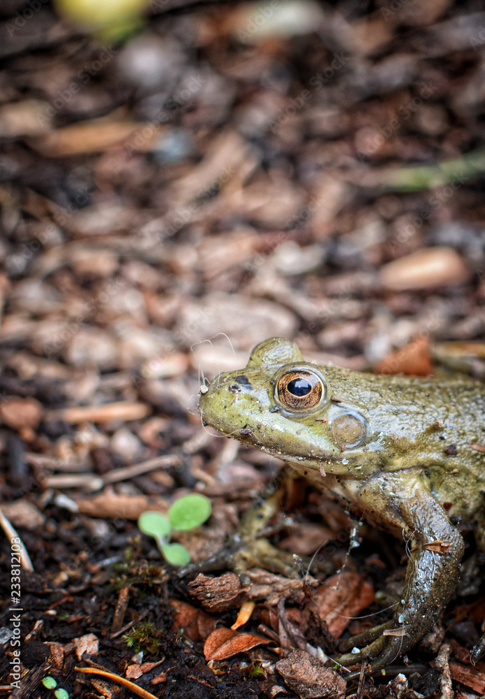 Green Frog (Lithobates clamitans) portrait Green Frog (Lithobates clamitans) portrait