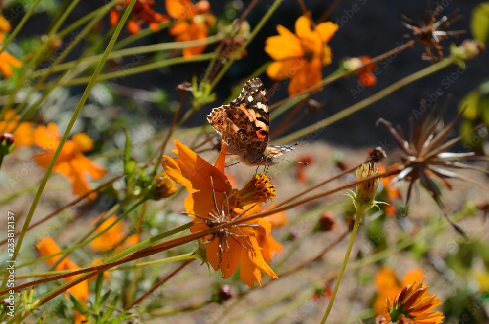 Beautiful Butterfly on Orange Flowers Beautiful Butterfly on Orange Flowers