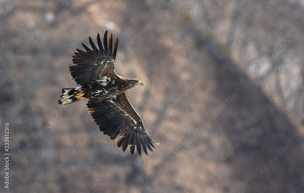 Obraz premium Juvenile White tailed eagle in flight. The slope of the mountain in the background. Scientific name: Haliaeetus albicilla, also known as the ern, erne, gray eagle, white-tailed sea eagle.