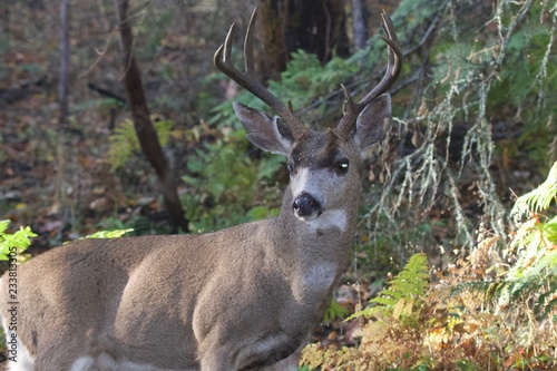 Deer. Shiloh Ranch Regional Park in southeast Windsor includes oak woodlands  forests of mixed evergreens  ridges with sweeping views of the Santa Rosa Plain  canyons  rolling hills  a shaded creek .