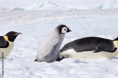 Emperor penguin chick in antarctica © robert