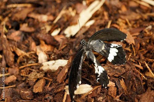 Tropischer Schmetterling - Gewöhnlicher Mormone photo