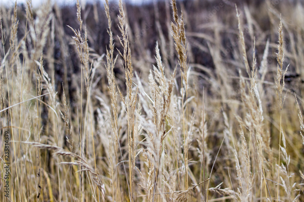 Fototapeta premium Dry grass in focus. Bokeh in the background. Autumn landscape