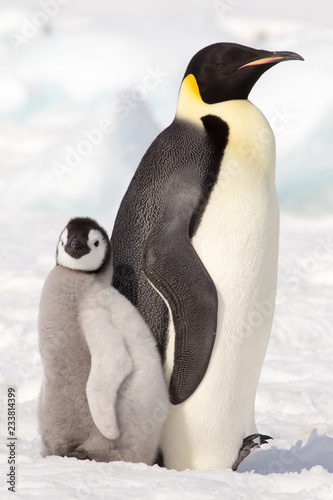 Emperor penguin chick in antarctica