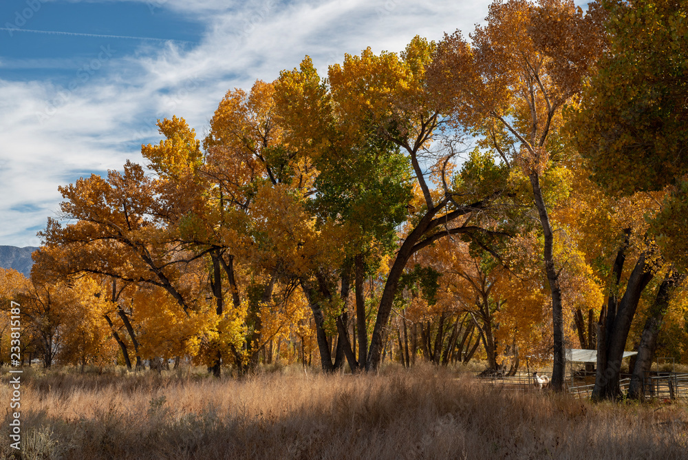 yellow autumn leaves on trees in Eastern Sierra Nevada yellow autumn leaves on trees in Eastern Sierra Nevada