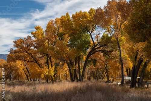 yellow autumn leaves on trees in Eastern Sierra Nevada
