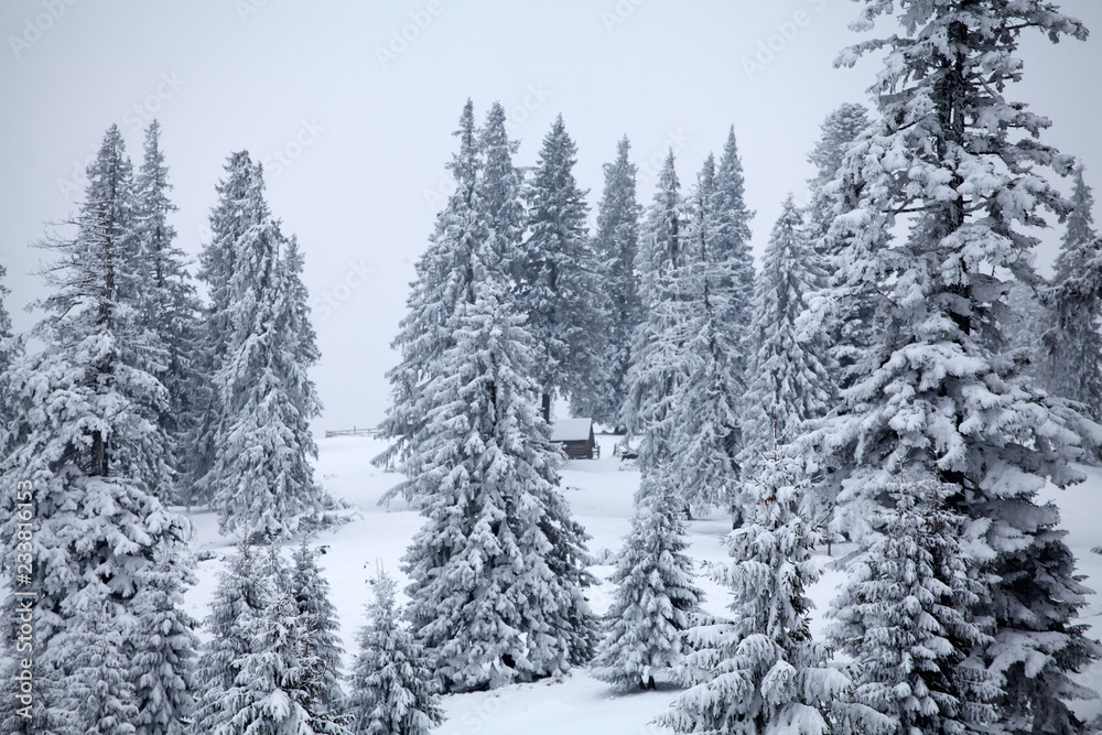 Snowy fir trees Snowy fir trees