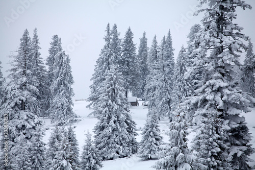 Snowy fir trees