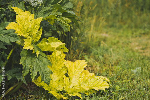 The yellowed leaves of physocarpus English in get prettier quality 1822.