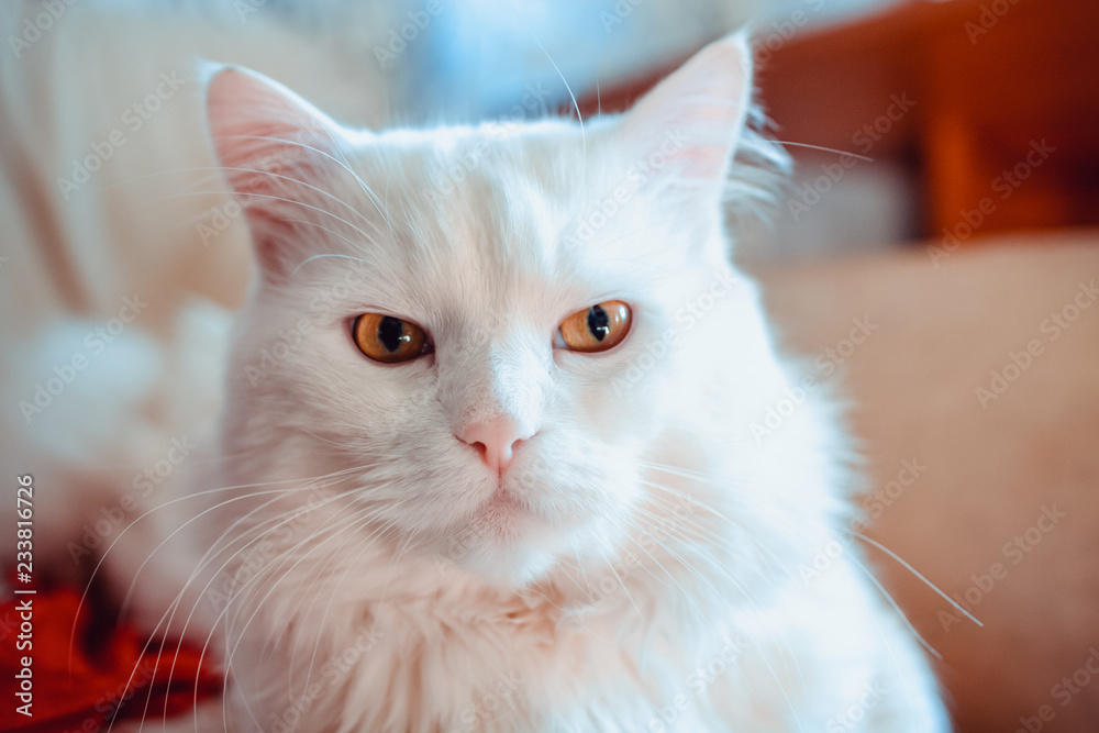 Muzzle of a white domestic cat