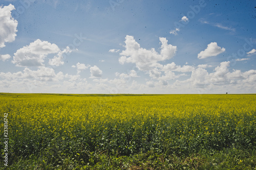 Endless canola field and blue sky 1846.