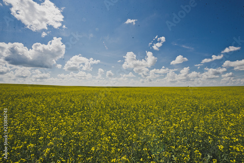 Endless canola field and blue sky 1845.