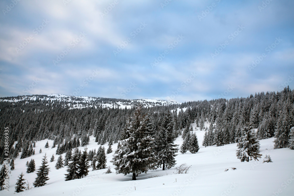 Snowy fir trees