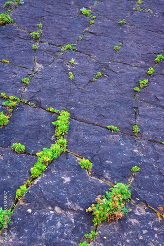 flysch zumaia_43