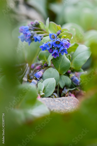 Oysterplant - Mertensia maritima, beautiful rare blue flower from Atlantic islands, Shetlands, UK. photo