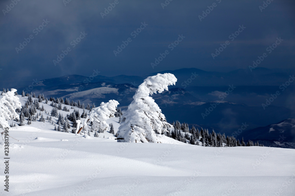 Fototapeta premium Snowy fir trees