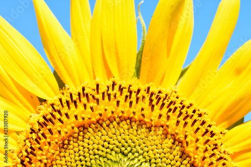 girasol arco amarillo