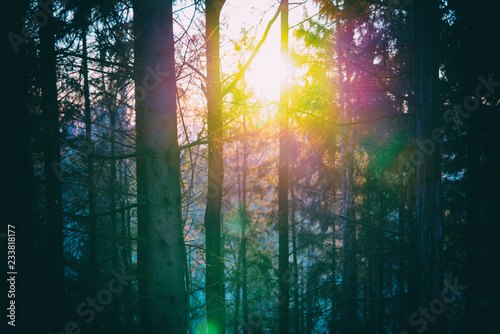 Tiefstehende Novembersonne im Wald © lexpixelart