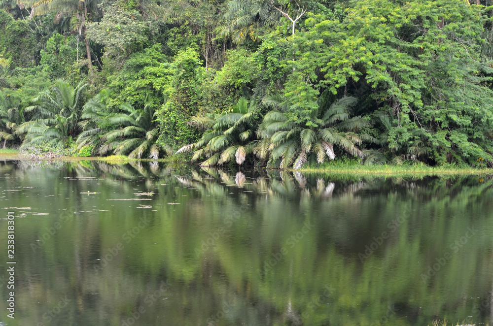 Selva tropical cerca del Canal de Panamá Selva tropical cerca del Canal de Panamá