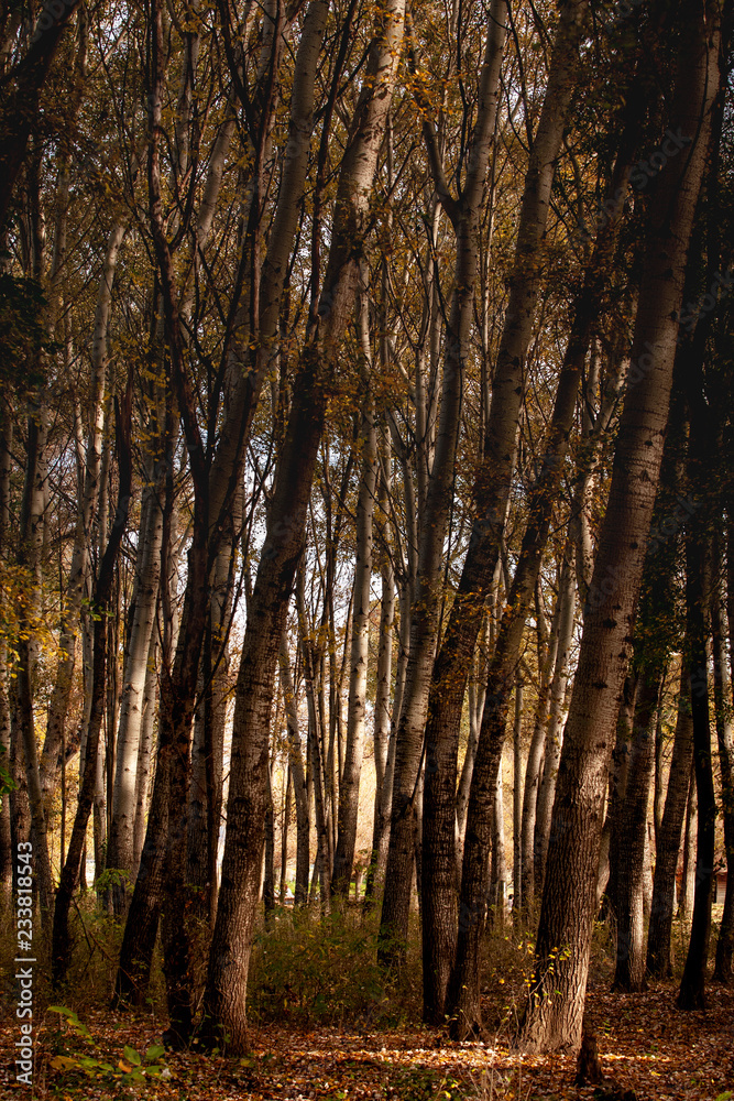 Obraz premium forest in autumn