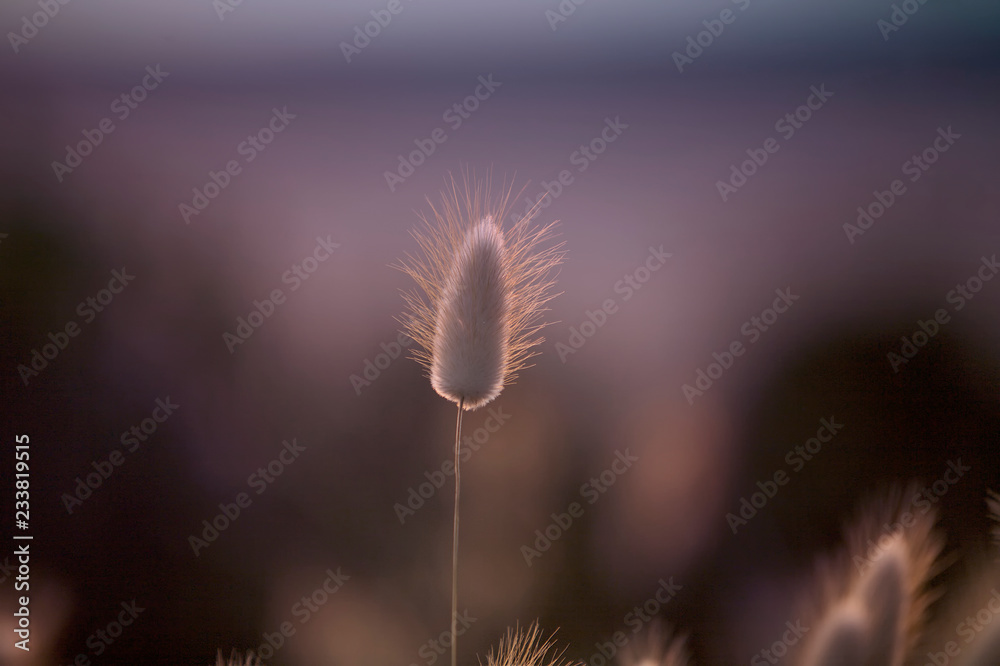 Seed, Background