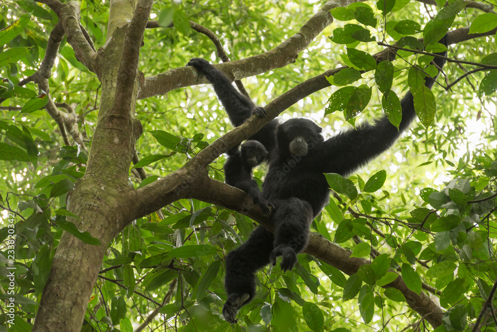 Schwarzhandgibbon im Dschungel von Sumatra Schwarzhandgibbon im Dschungel von Sumatra