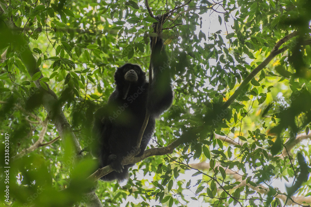 Schwarzhandgibbon im Dschungel von Sumatra