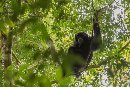 Schwarzhandgibbon im Dschungel von Sumatra