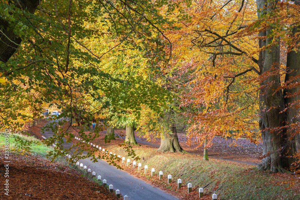 Naklejka premium Autumn Colour Display