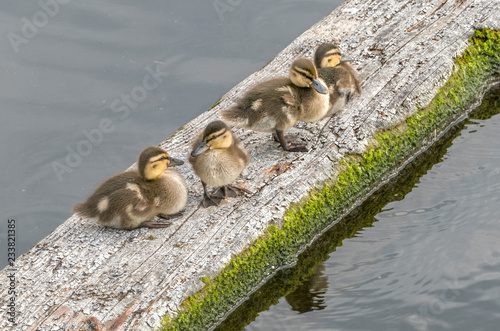Mallard ducklings on river
