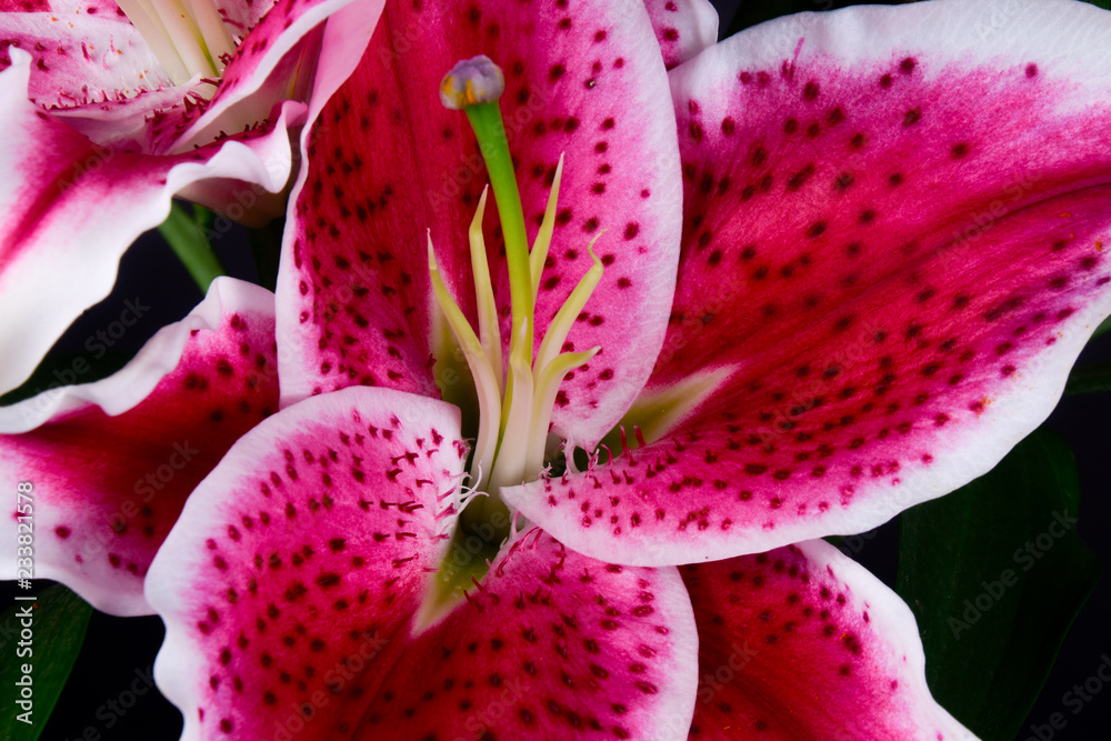 closeup of pink flower