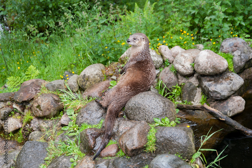 Wild otter sitting on rocks in a stream