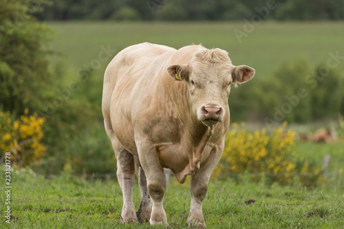 Pedigree Charolais bull free ranging in woodland on organic farm in Scotland with yellow brush flowers in background