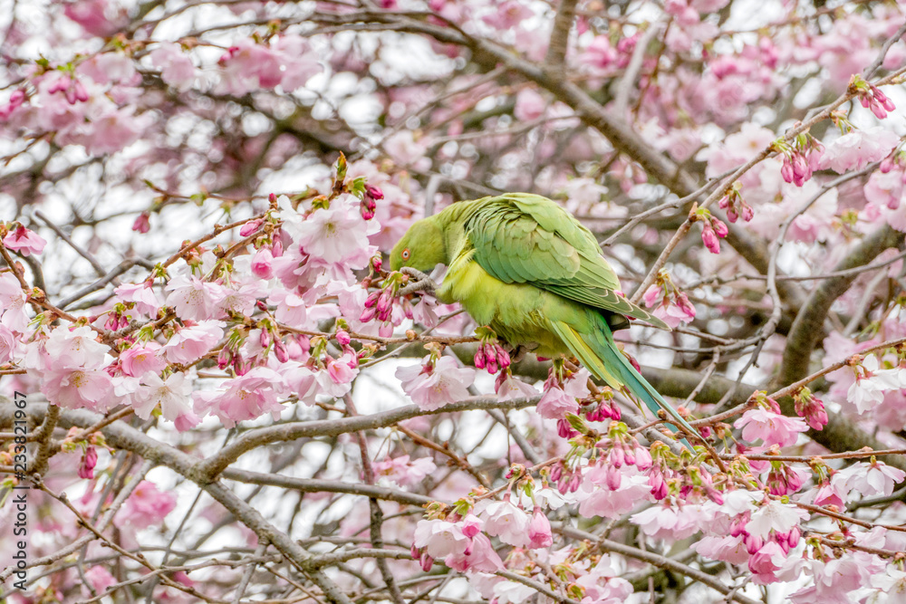 Ring Necked Parakeet on cherry blossom tree Ring Necked Parakeet on cherry blossom tree