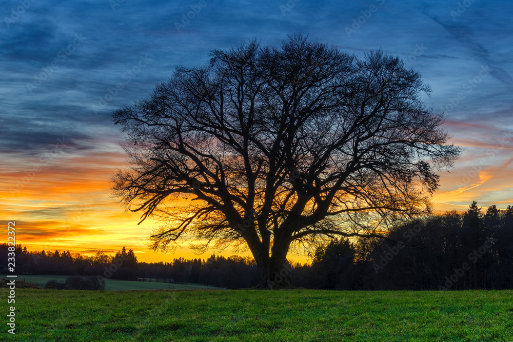 Sonnenuntergang am einsamem Baum