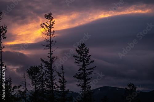 Pine against the evening sky