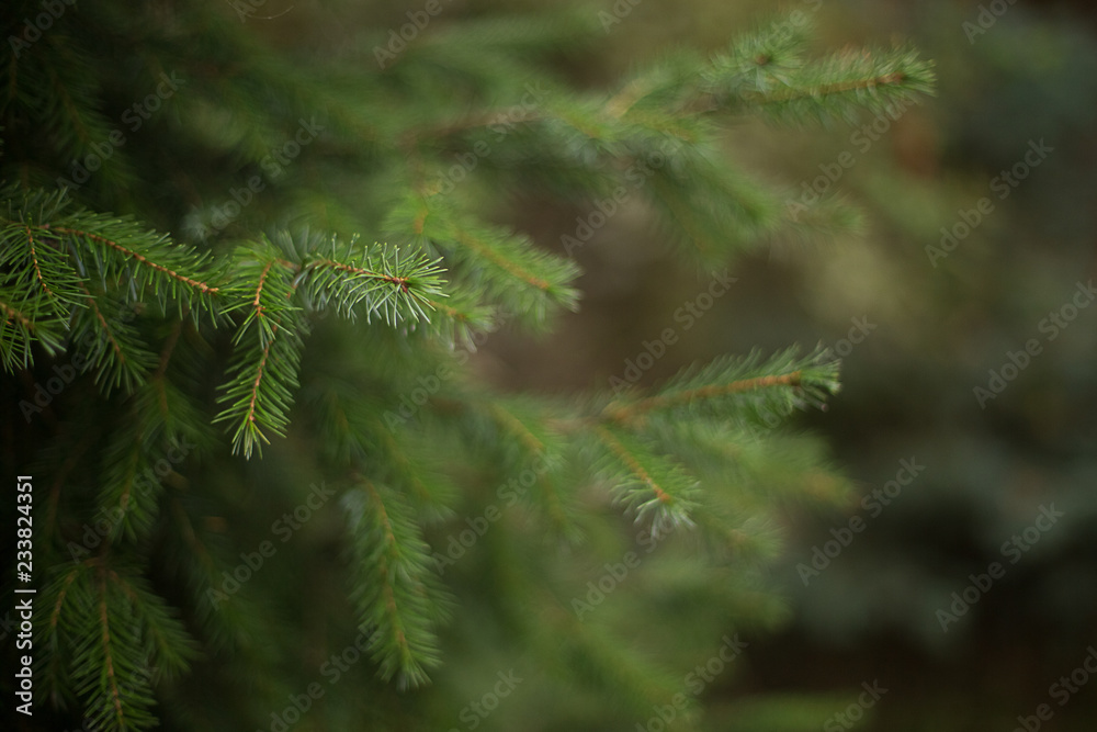 branch of the Christmas tree in nature in the forest branch of the Christmas tree in nature in the forest