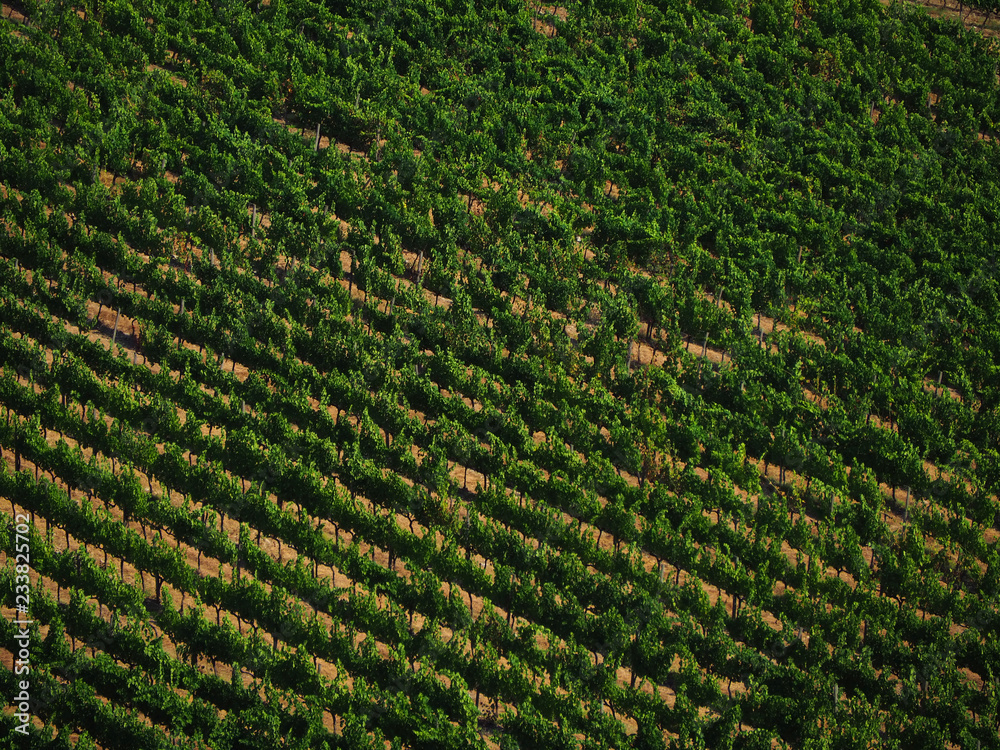 colline e vitigni in toscana