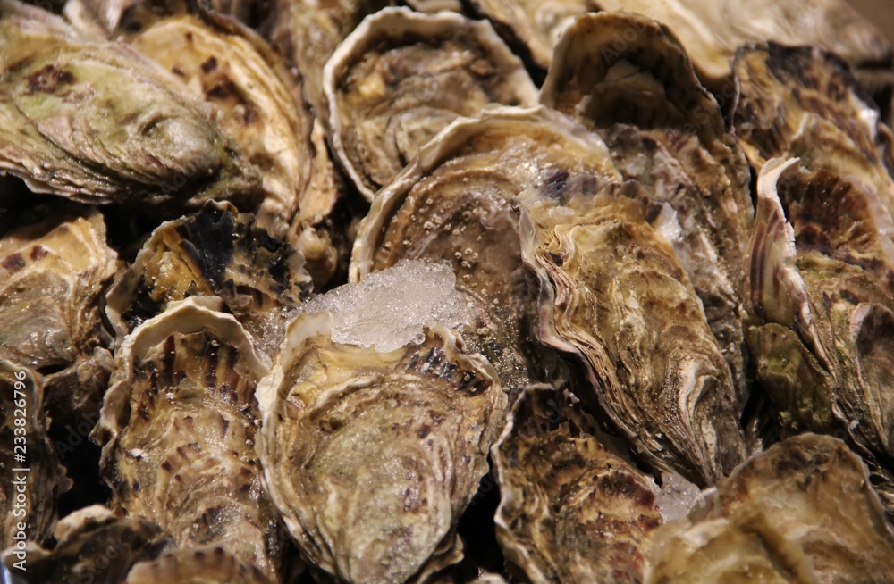 Fresh Pacific oysters on ice on display at a seafood market stall. The harvested salt water molluscs are still closed and sold alive. Oysters are protein rich and eaten raw with lemon as a delicacy Fresh Pacific oysters on ice on display at a seafood market stall. The harvested salt water molluscs are still closed and sold alive. Oysters are protein rich and eaten raw with lemon as a delicacy