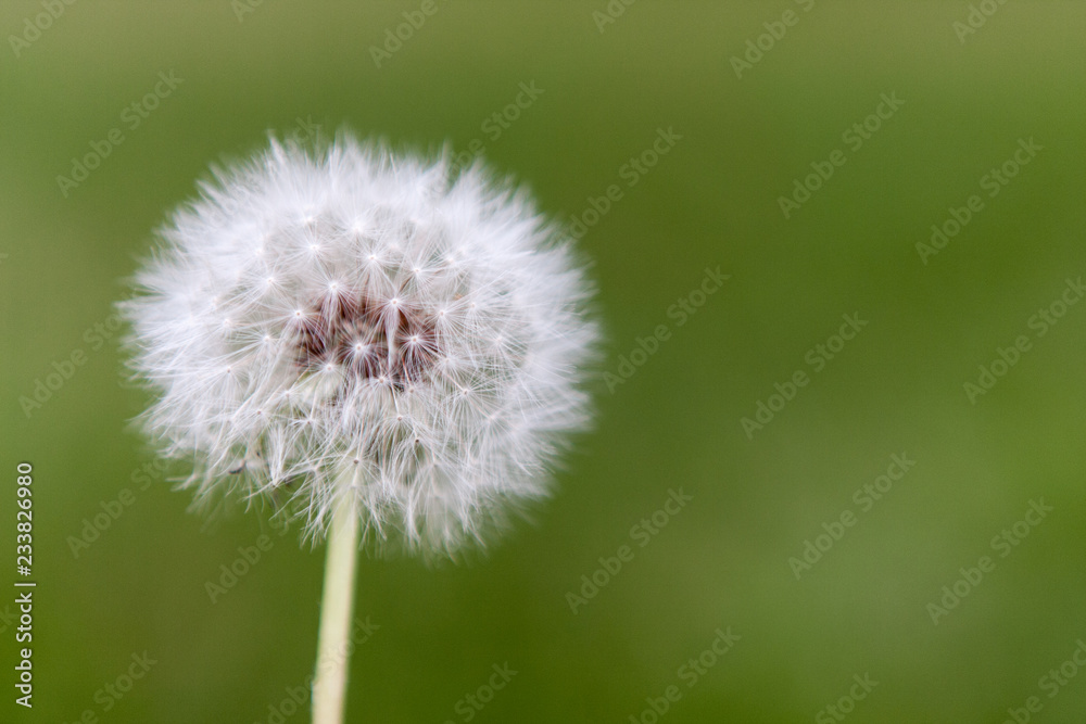 Fototapeta premium pojedynczy mniszek lekarski