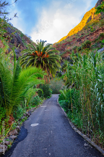 Fototapeta Naklejka Na Ścianę i Meble -  Palms with a road near Masca village with mountains, Tenerife, C