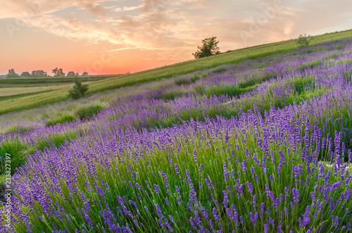 Fototapeta Blooming lavender fields in Poland, beautfiul sunrise