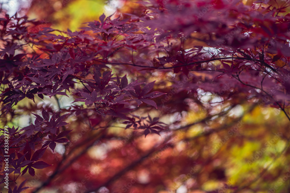 Gorgeous purple fall autumn foliage on a japanese maple tree Gorgeous purple fall autumn foliage on a japanese maple tree