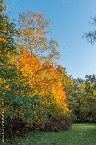 Colorful autumn park on sunny afternoon in Krakow  Poland