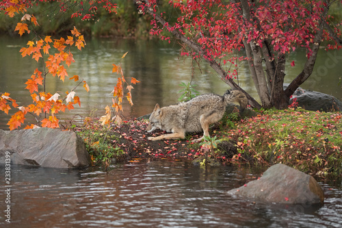 Coyote  Canis latrans  Frolics on Autumn Island in Rain