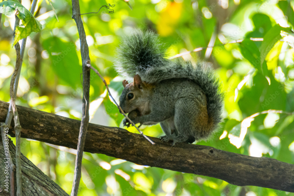 Obraz premium ARDILLA