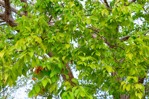 Gumbo-limbo (Bursera simaruba) tree leaves - Anne Kolb / West Lake Park, Hollywood, Florida, USA photo